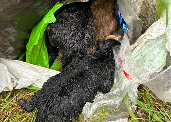 Новорожденных щенков в Молодечно выбросили в мусорном пакете под забор – волонтеры поспешили их спасти, но опоздали 